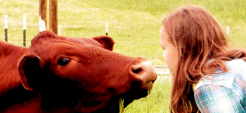DeAnna kissing Red Devon Cow