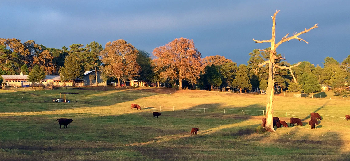 Red Devon Cows at Brown Ranch
